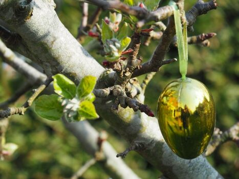Alter Baumbestand auf dem Grundstück