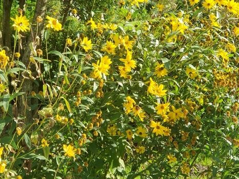 Einblick in den spätsommerlichen Garten