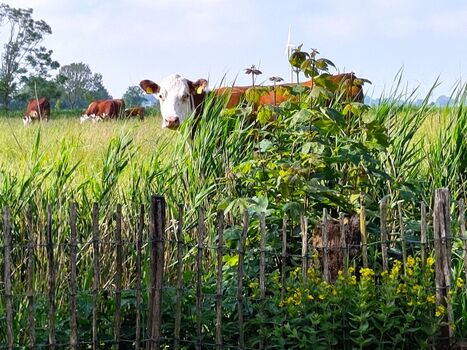 Kuhweide direkt hinterm dem Gartenzaun