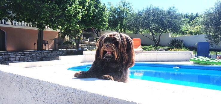 Ihr Gastgeber "Rocky" 