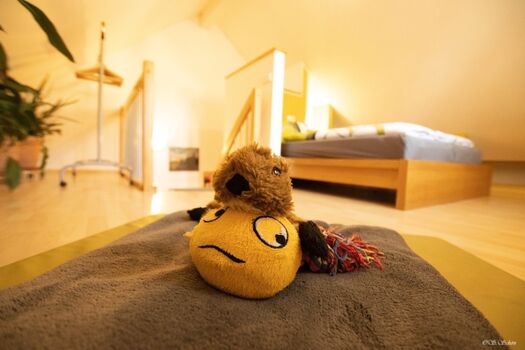 orthopädisches Hundebett im Schlafzimmer