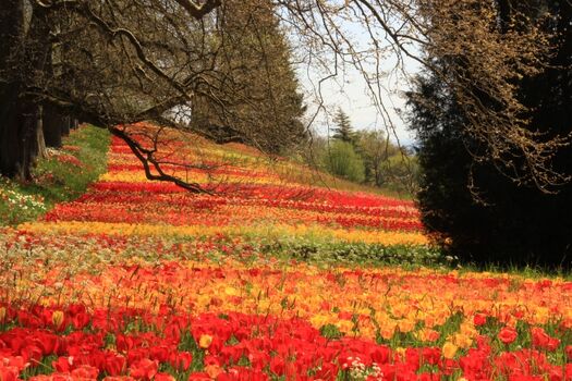 Tulpenblüte auf der Insel Mainau- Bequem mit dem Boot ab Unteruhldingen zu erreichen, Hunde selbstverständlich erlaubt