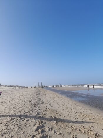 Petten Hundparadis