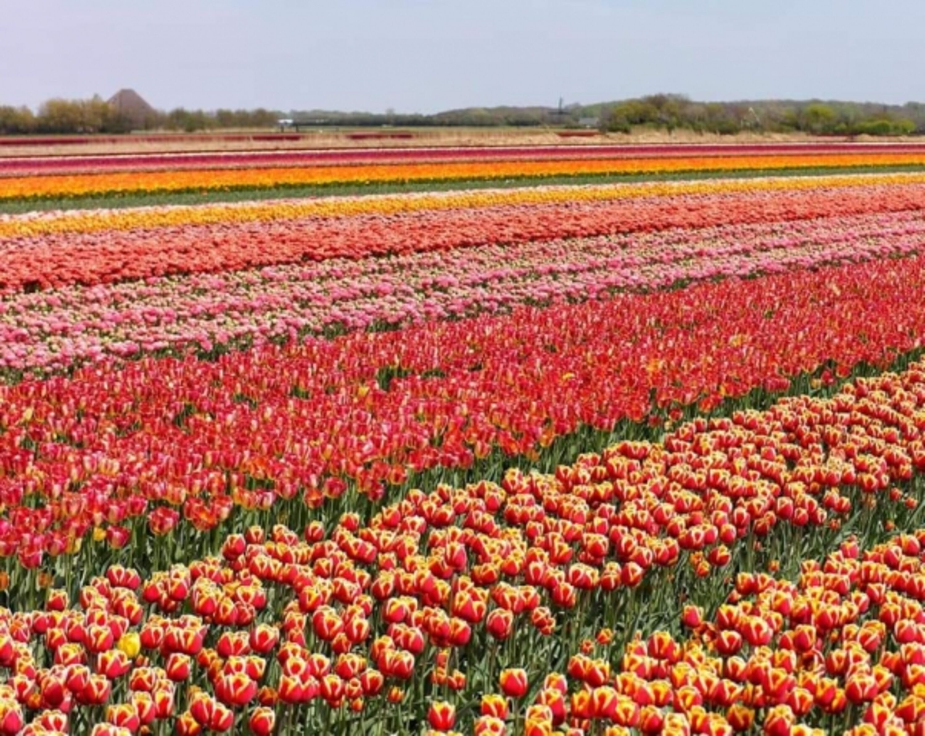 Viele Tulpenfelder in der Umgebung 
