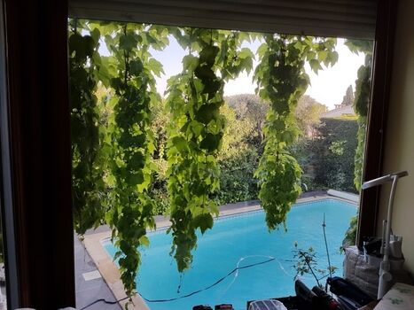 Blick vom Wohnzimmer auf den Pool