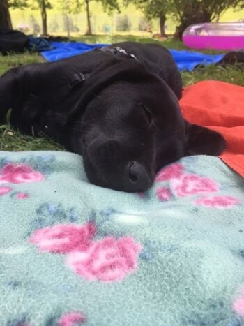 Nach einem Bad im See darf ein Schläfchen sein