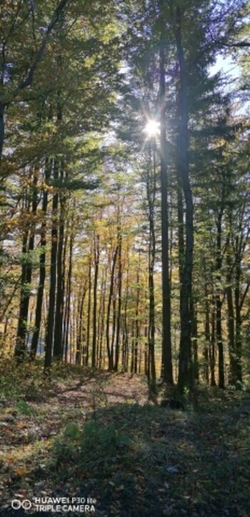 schön wenn im Herbst die Sonne durch die Bäume kommt 