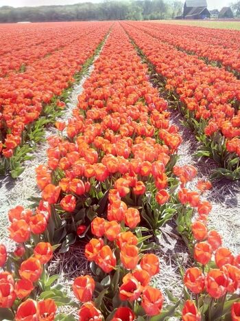 Endlose Tulpenfelder