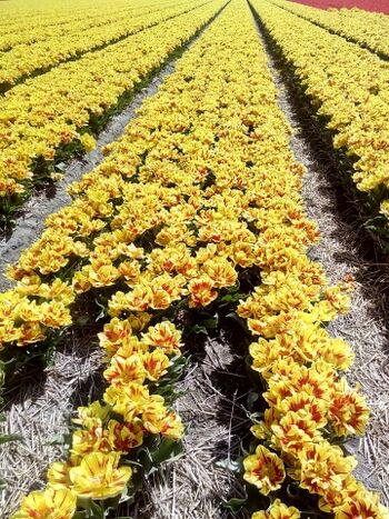 Tulpen- und Blumenfelder in der Nähe