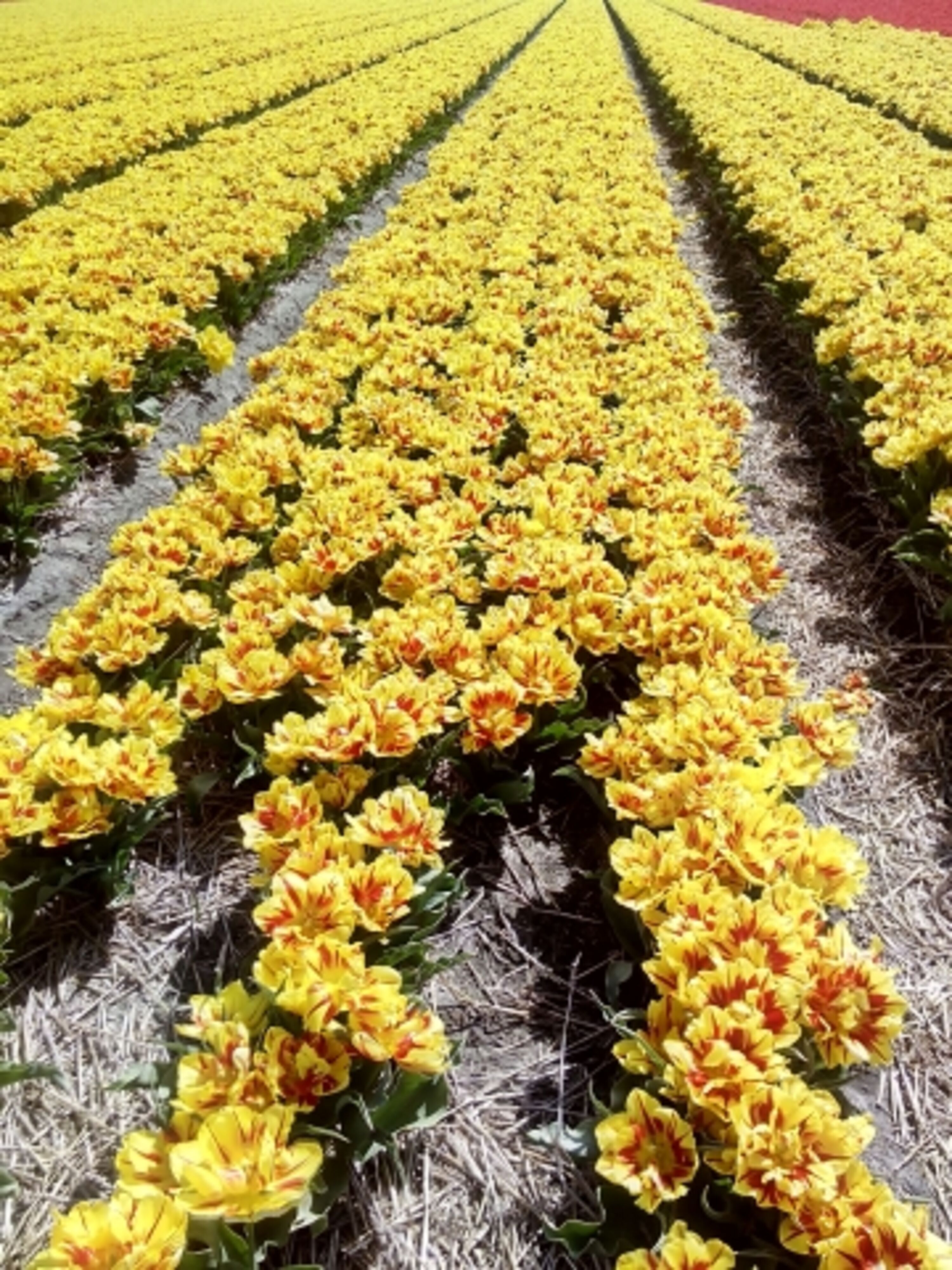 Tulpen- und Blumenfelder in der Nähe