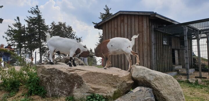 Der Streichelzoo auf dem Gipfel