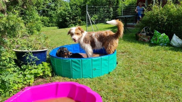 Hunde sind herzlich willkommen und fühlen sich pudelwohl