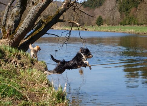 Ederauen, ein Eldorado für unsere Vierbeiner 