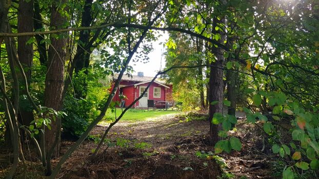 Blick aus dem Wäldchen im Auslauf