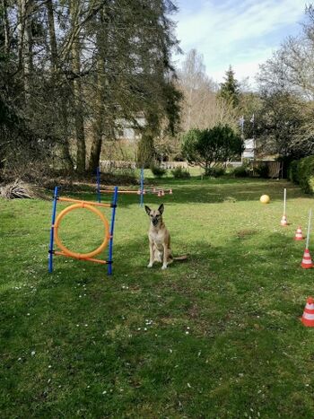 Spiel- u. Trainingsspiele, Auslauf mit kleinem Wäldchen