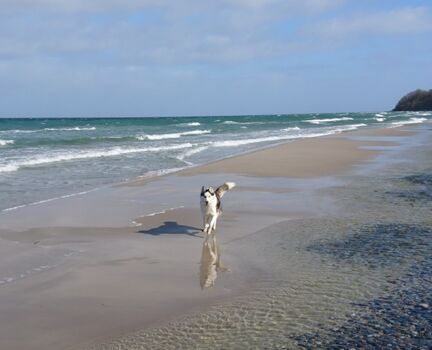 am Hundestrand