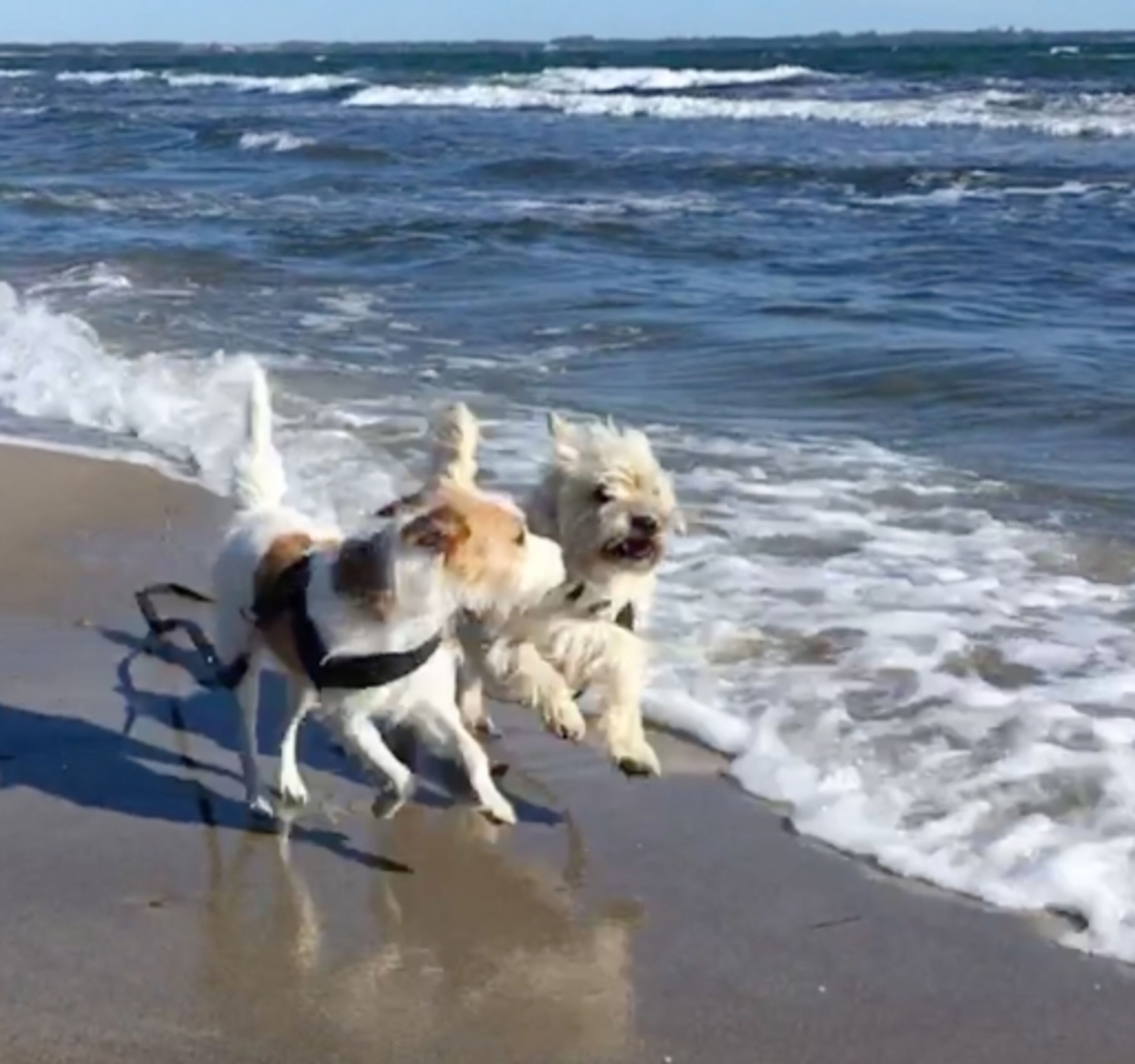 am Hundestrand