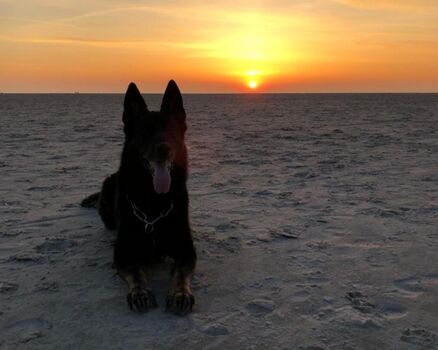 Der Hundestrand ist nur 6 Minuten mit dem Auto entfernt