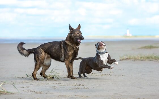Bis zu 2 Hunde sind im Ferienhaus Dünengras erlaubt.