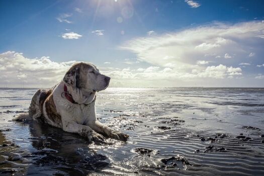 Urlaub mit Hund an der Nordsee