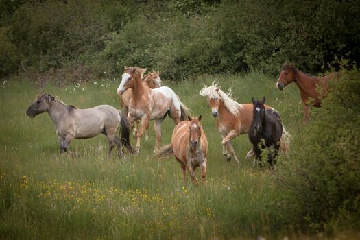 Unsere Pferdeherde auf einer neuen Weide