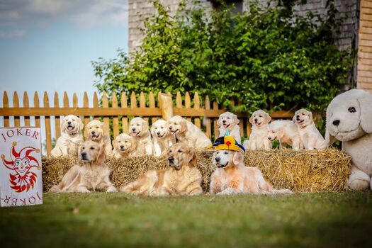 Wir züchten Golden Retriever