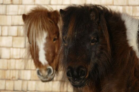 Unser Minishettys Mona und Amanda