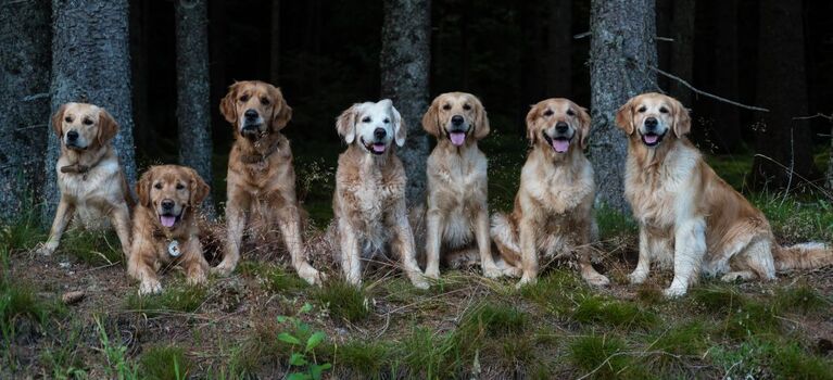 Urlaub mit Hund bei uns ideal