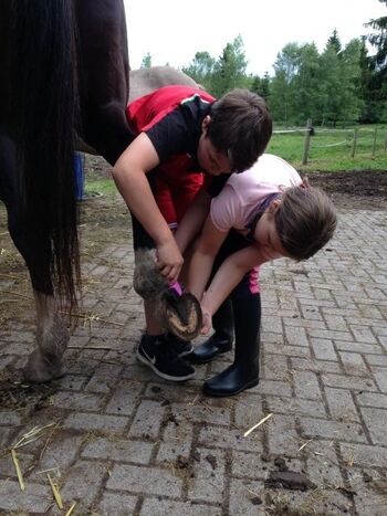 Mithilfe bei den Pferden