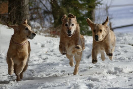 Unsere Golden Girls Malu, Pippa und Orla