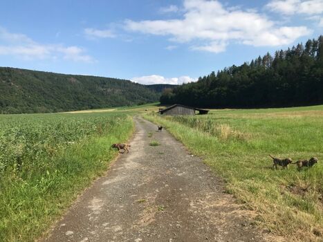 Hundeparadies, Wiesen und Natur satt