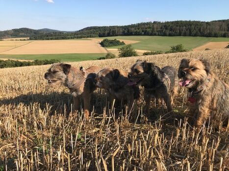 Die Kinder auf dem Stoppelfeld