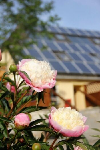 Bepflanzung Grundstück