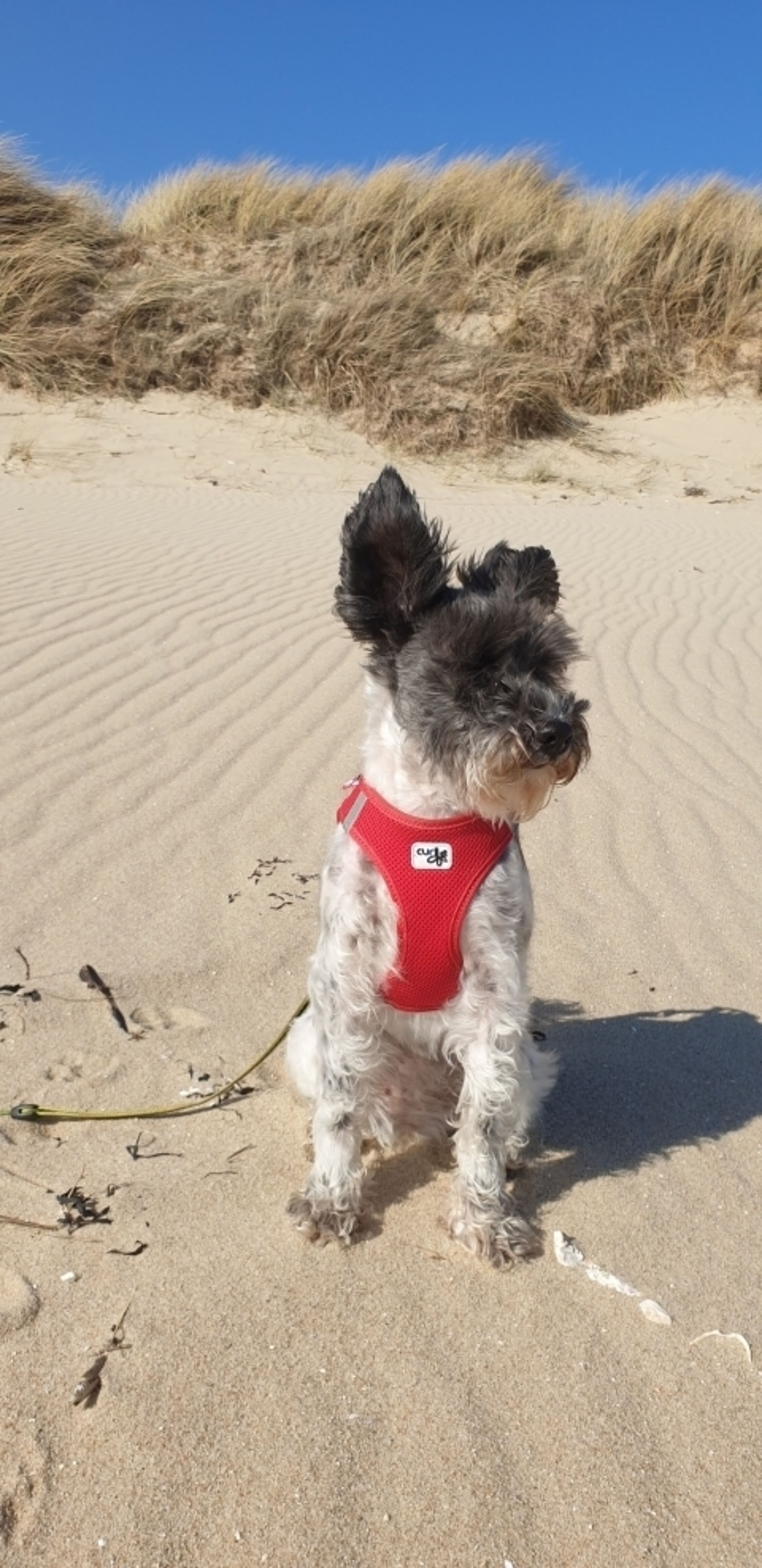 Hundeurlaub