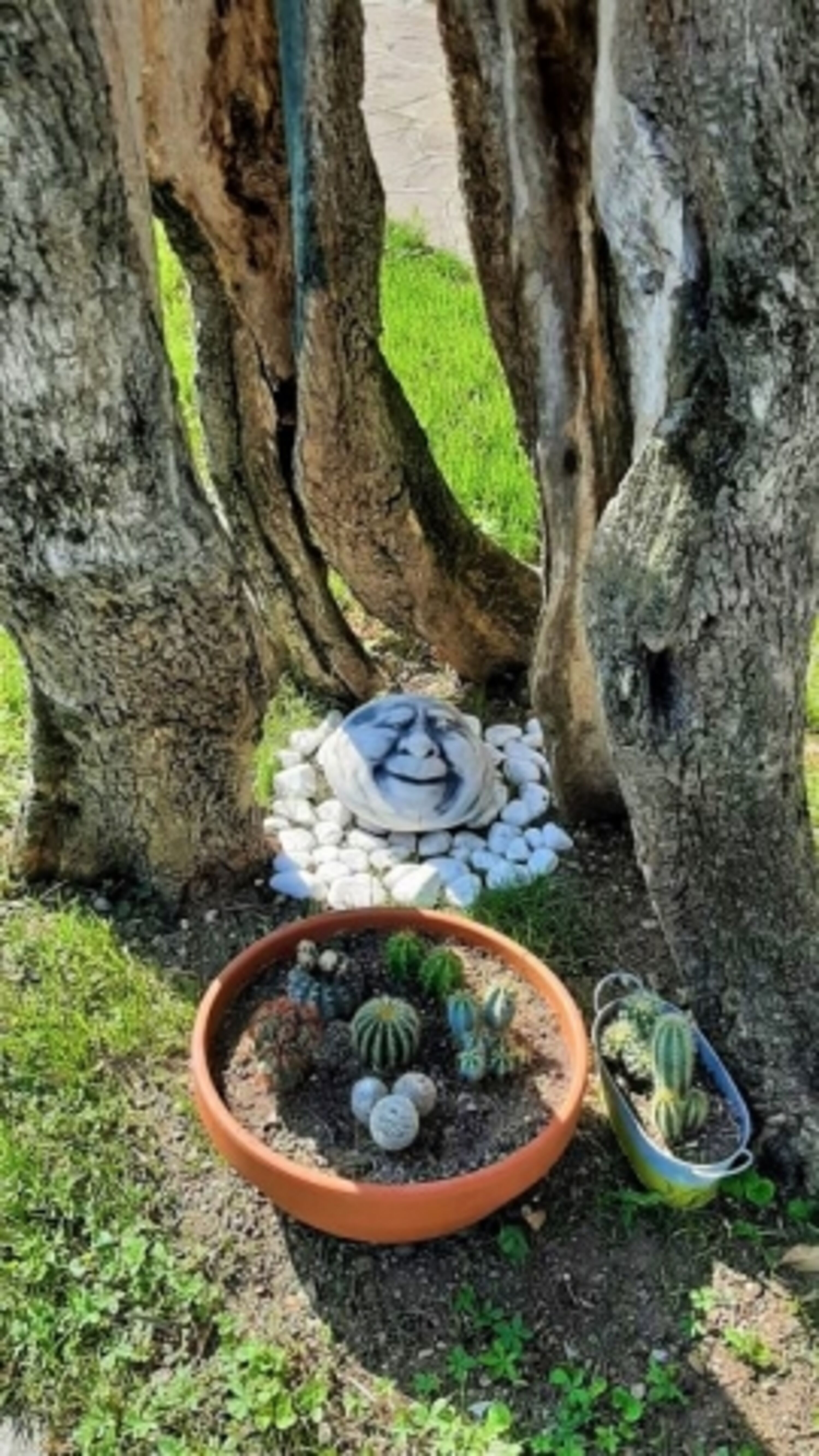 Olivenbaum