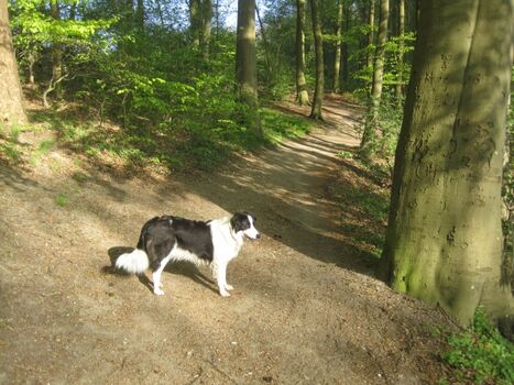 Im Wald