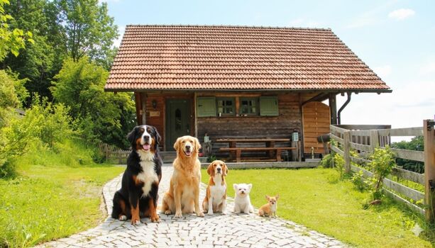 Bring bis zu 5 Vierbeiner mit, egal welche Rasse oder Größe 