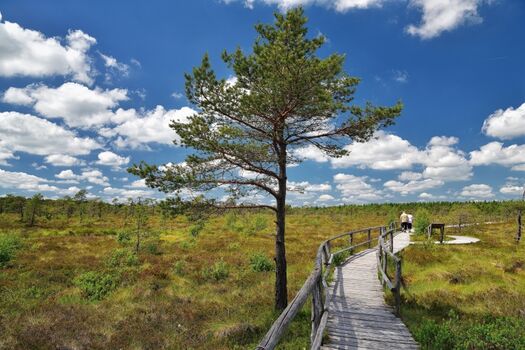 Umgebung - Die Rhön - Schwarzes Moor