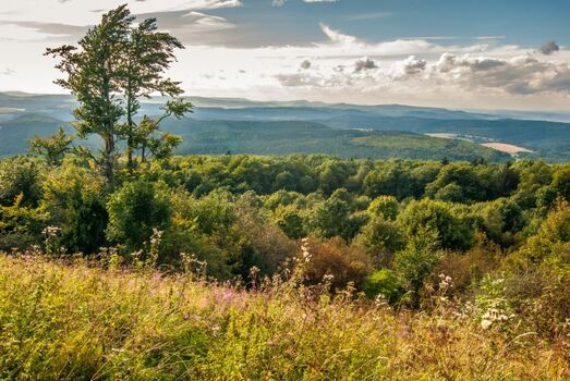 Umgebung - Thüringer Wald