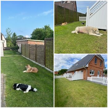 Gasthunde im Garten - sehr ruhige Lage