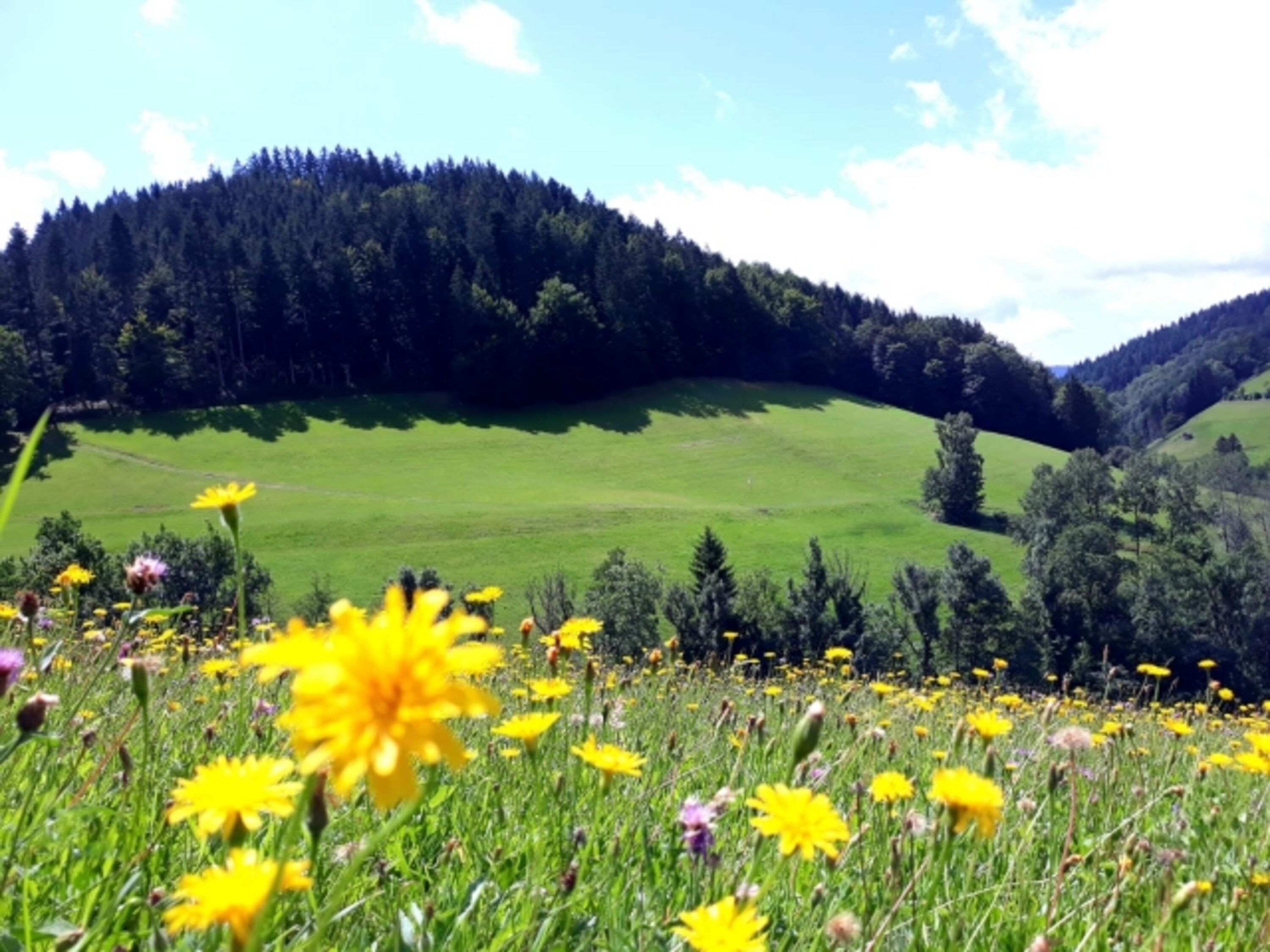 Wiesensteig