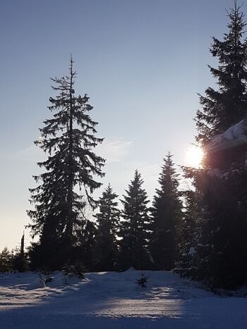 Winter im Schwarzwald