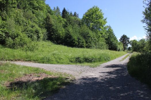 Wald und Wiesen oberhalb der Ferienwohnung