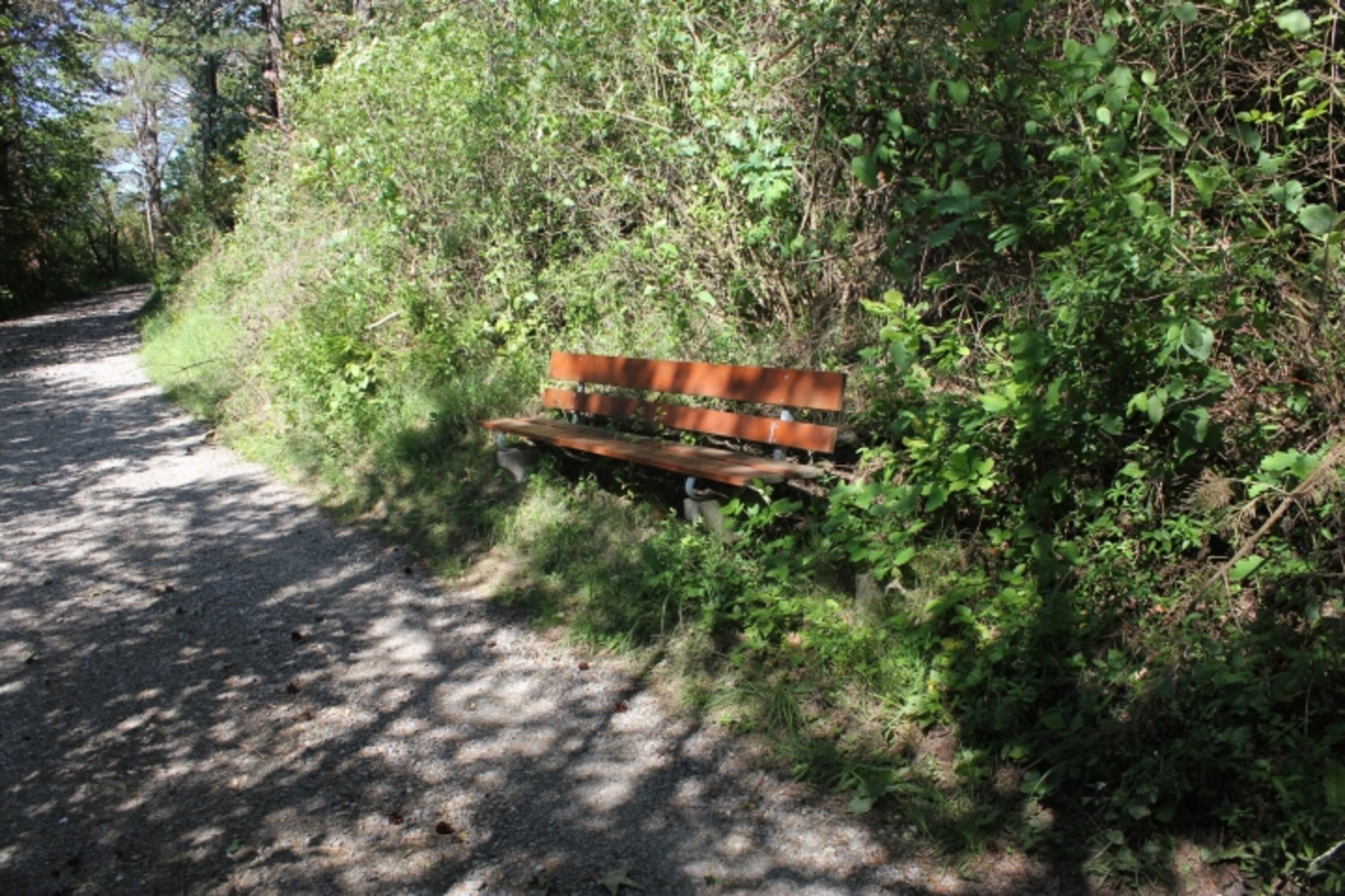 Wald und Wiesen oberhalb der Ferienwohnung