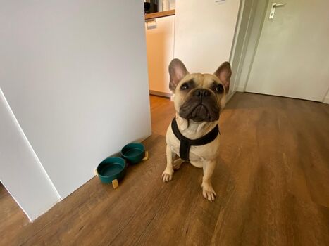 Hunde sind bei uns harzlich Willkommen 