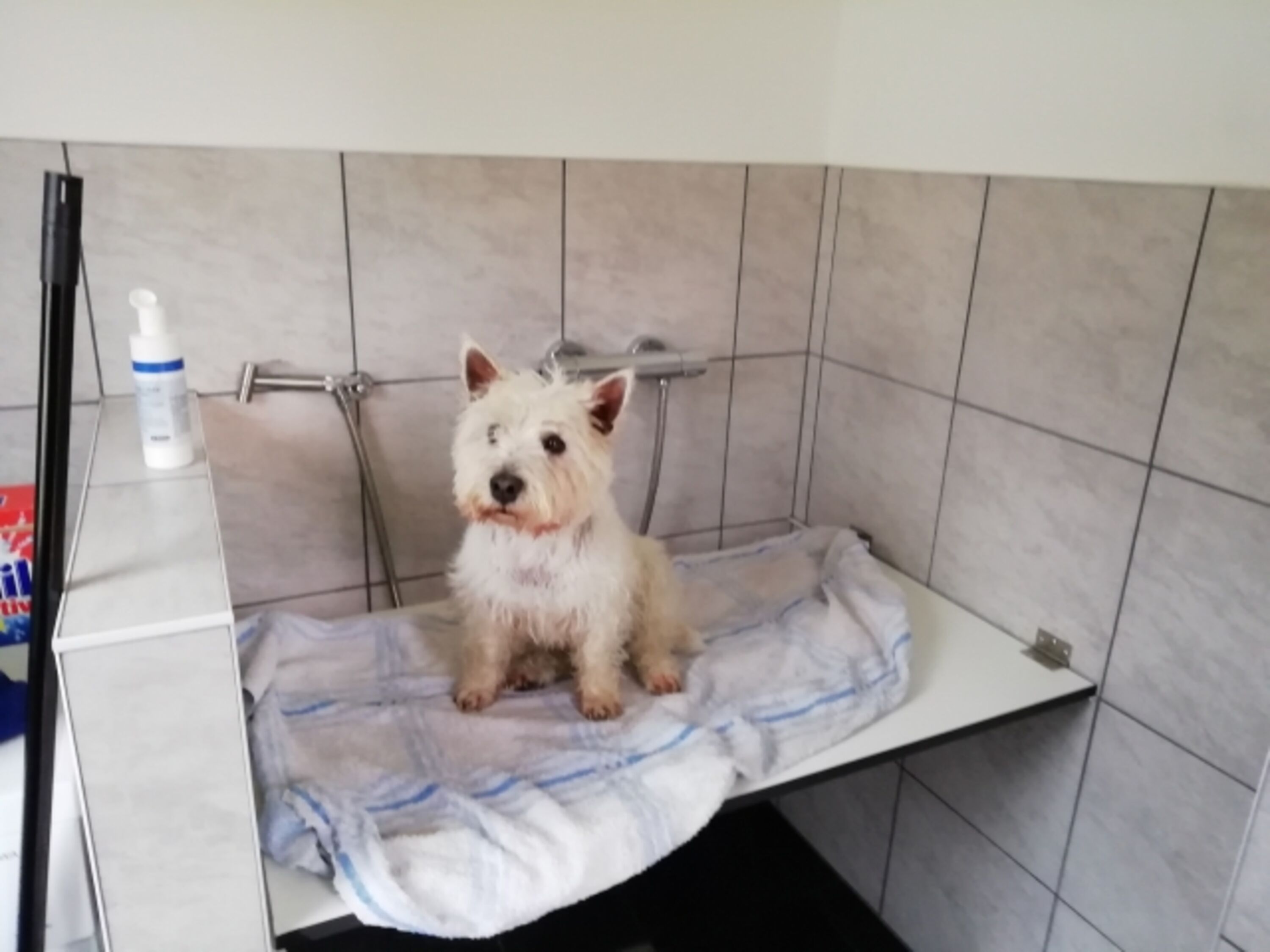 Im Hundebad