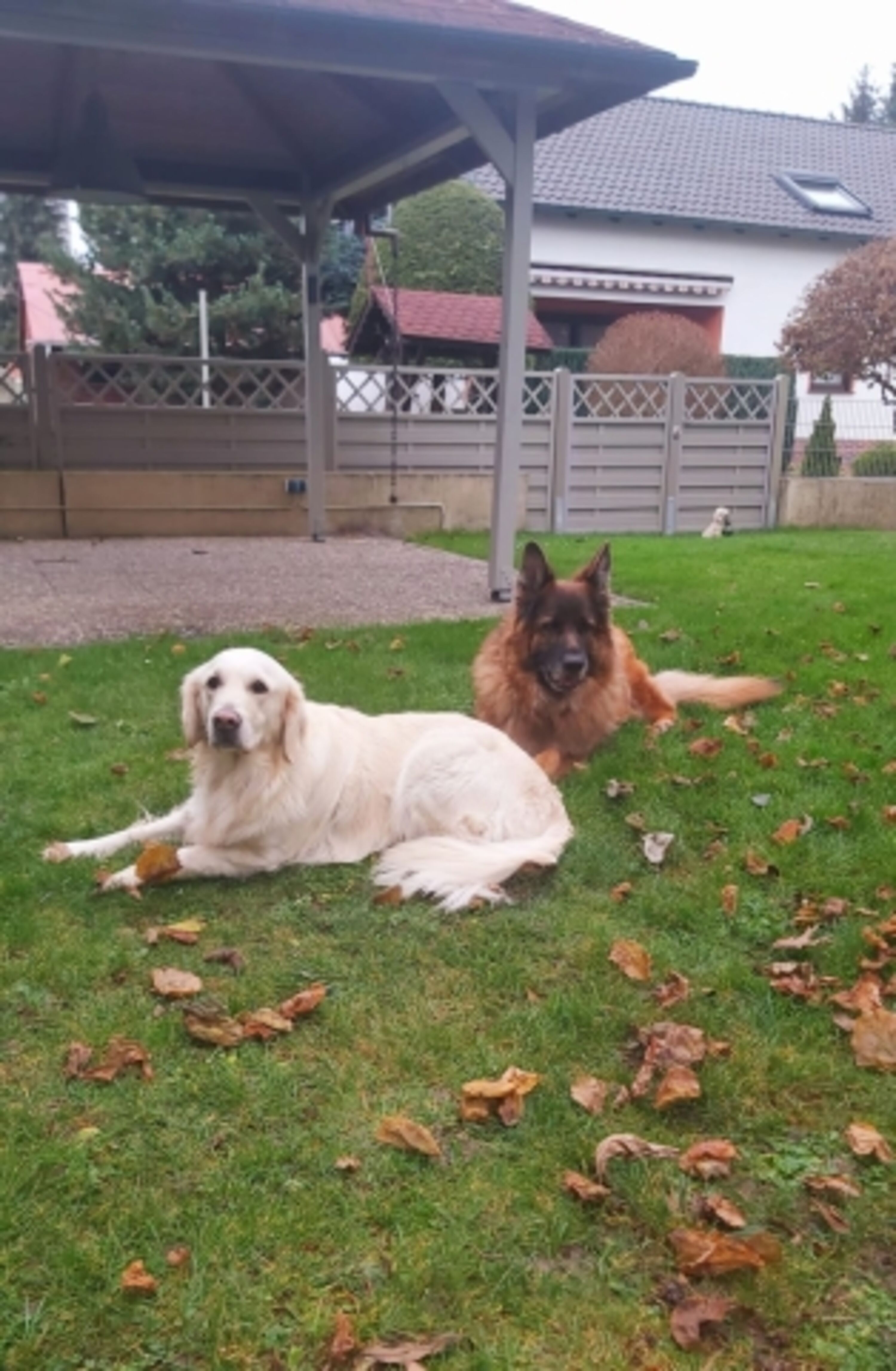 Hundefreundlich
