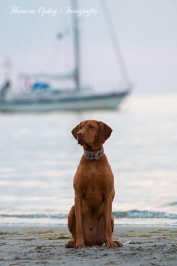 Cuddel vor einem Segelboot am Sehlendorfer Strand 