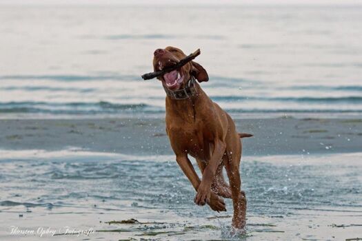 Unser Hund Cuddel liebt den Strand und die Ostsee ?