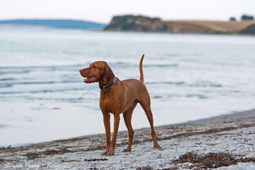 Blick von Sehlendorf Richtung Weissenhaus 